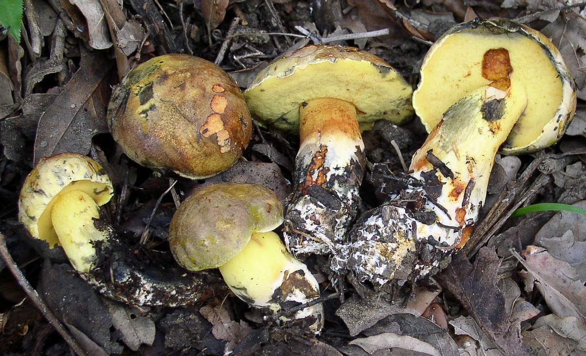 Boleti di giornata  5/10/04